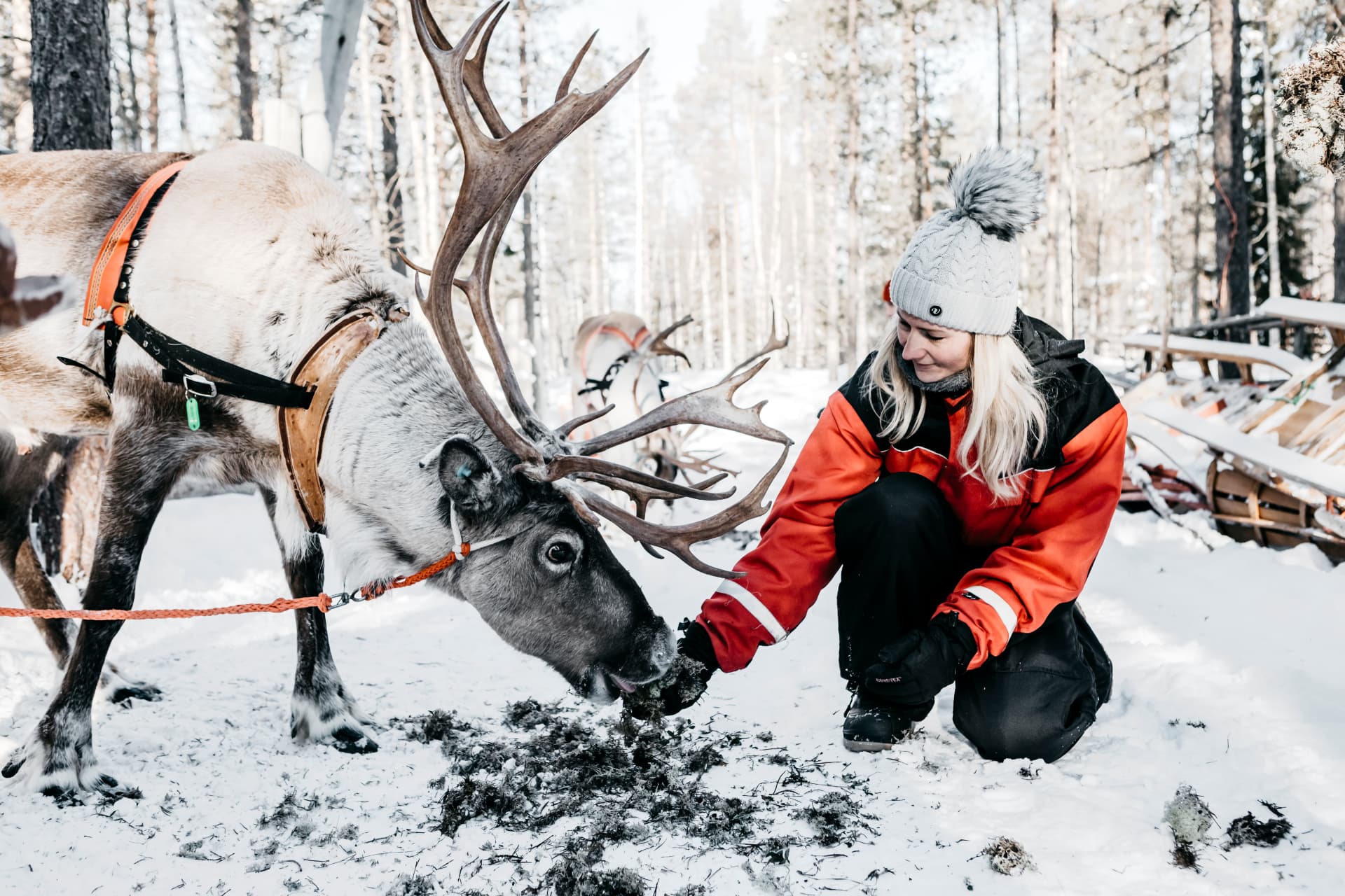Herder crouching in the snow to feed a harnessed reindeer lichen