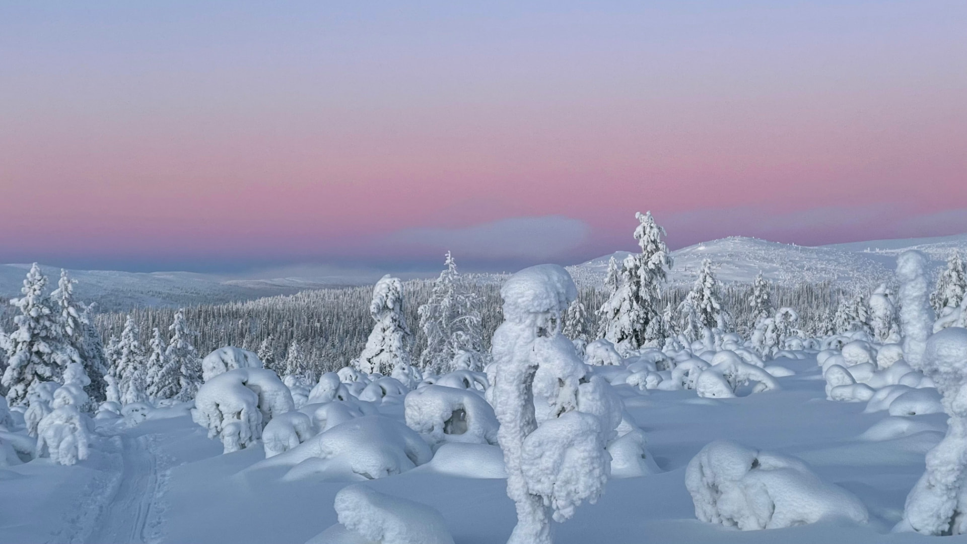 Snow-laden crown trees on a Lapland fell under a pink and violet polar dusk