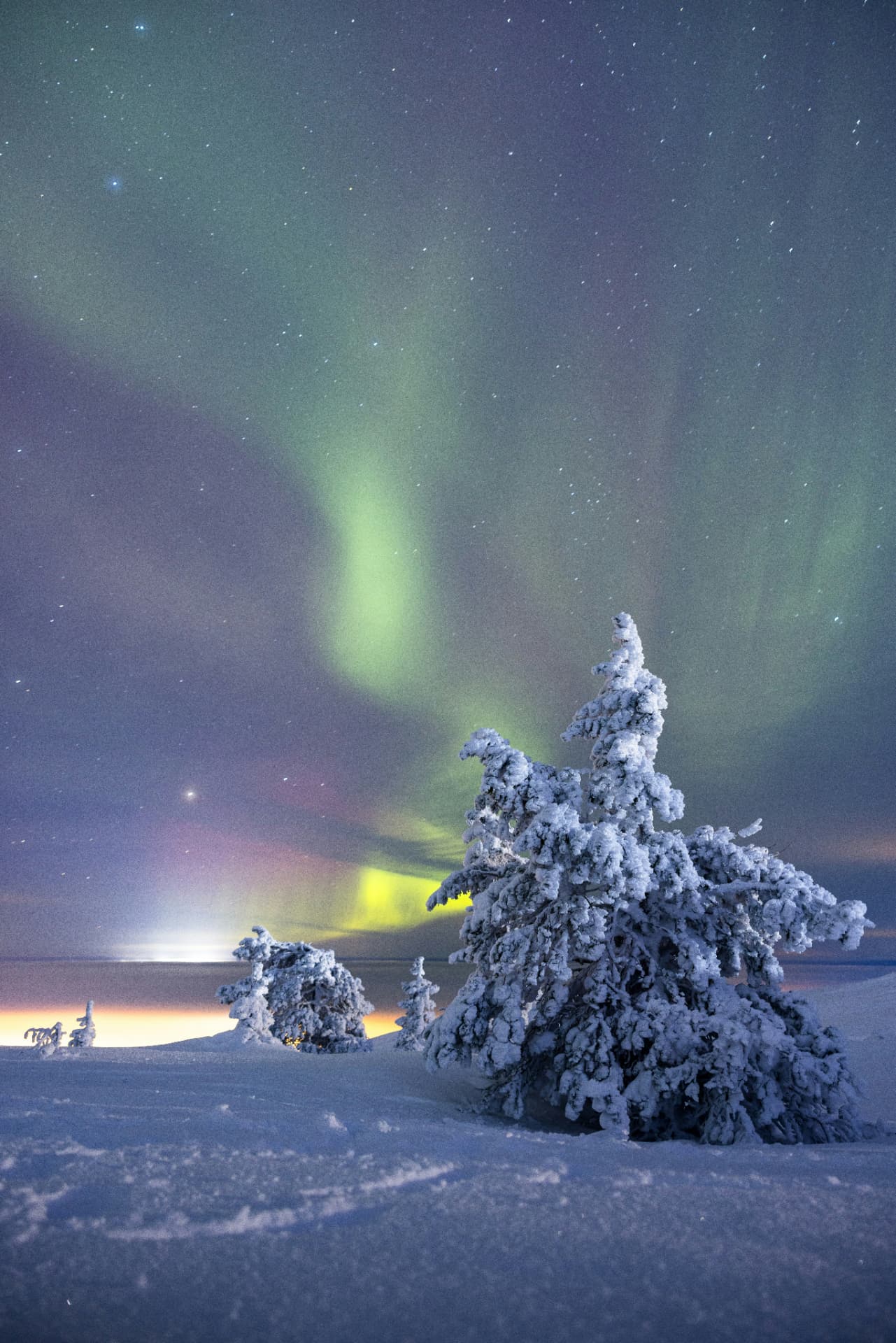 Aurora curtains above a single snow-encased spruce on an open fell top