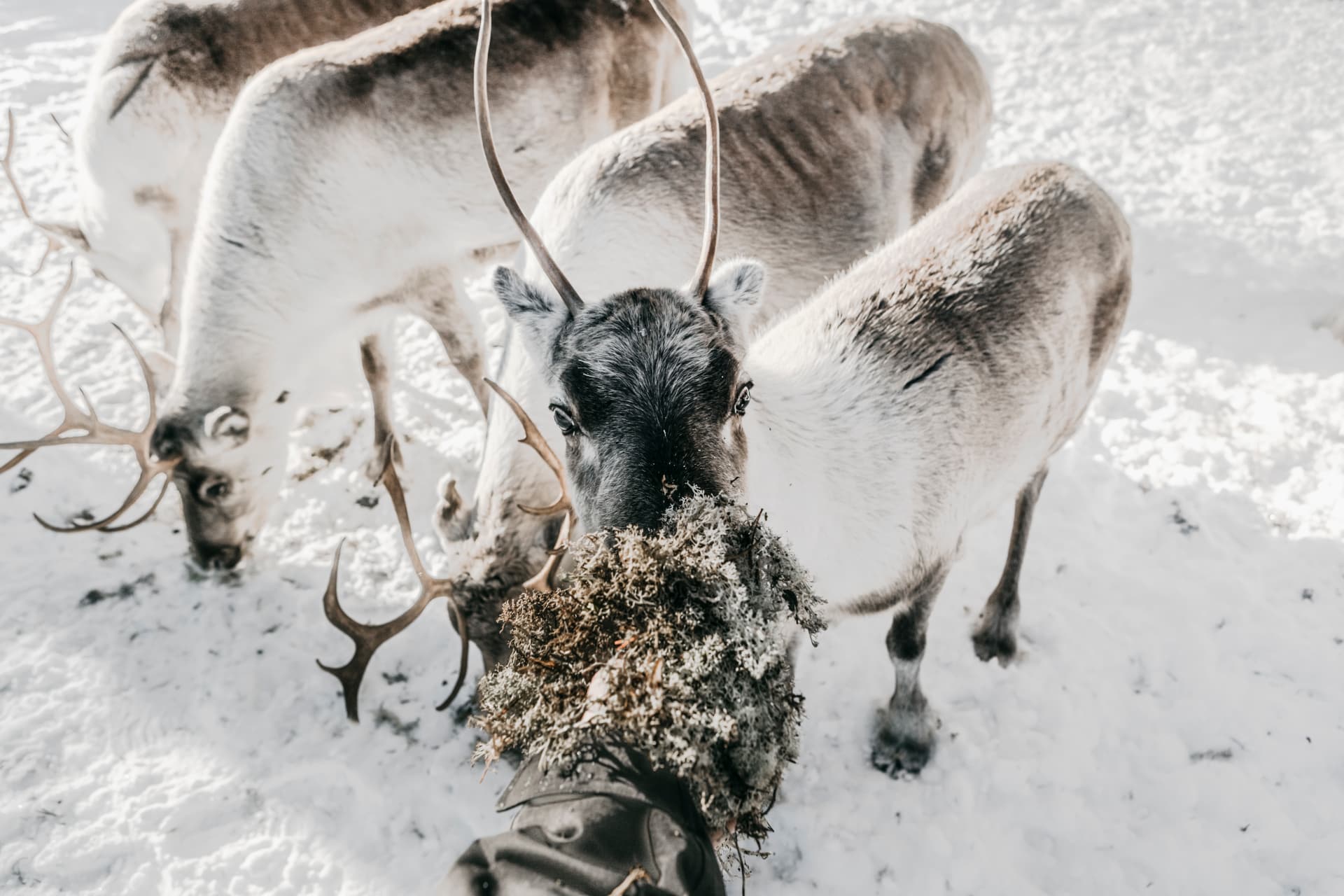 Reindeer taking lichen from a hand in bright snow