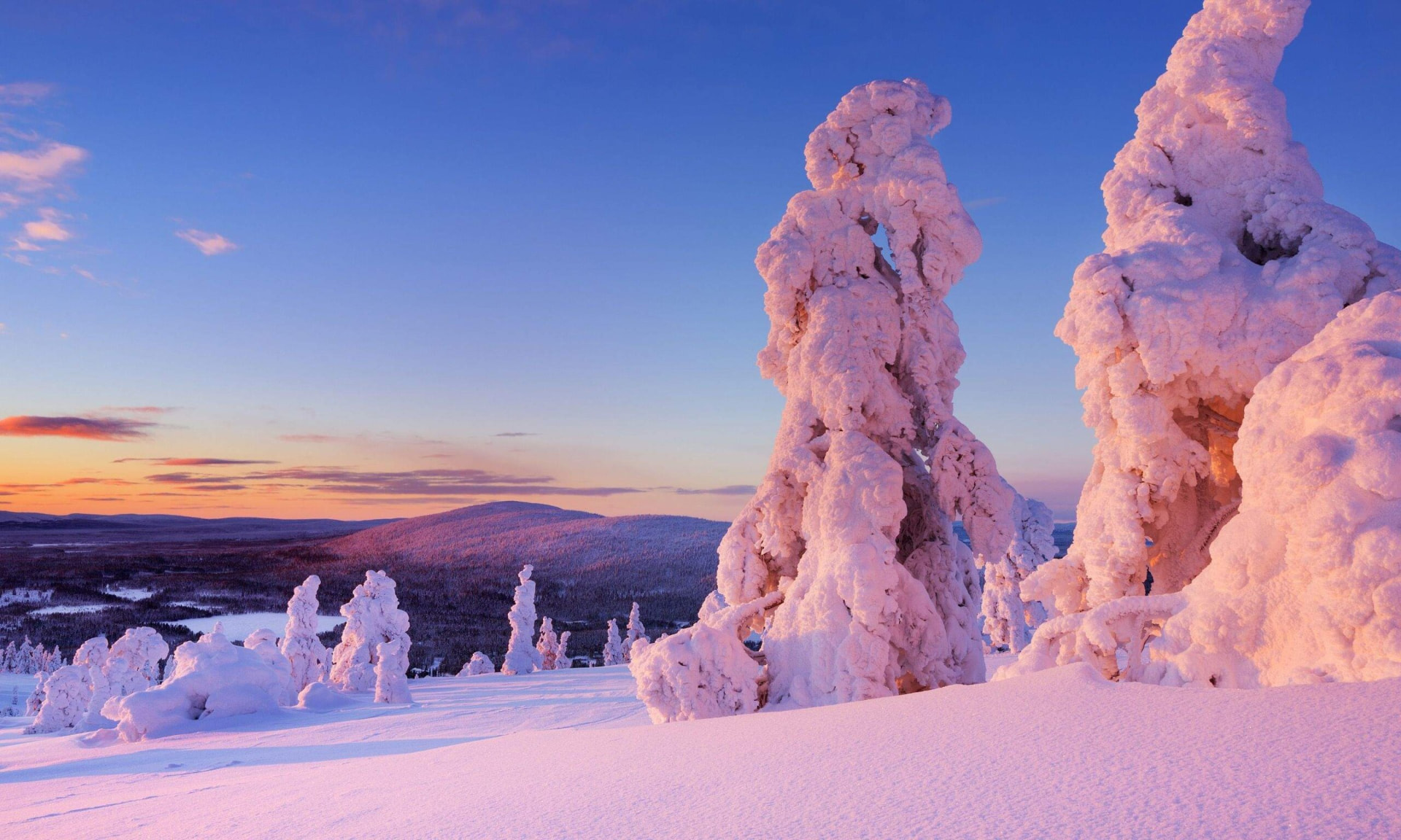Snow-crowned spruces on the Levi fell glowing pink at sunset